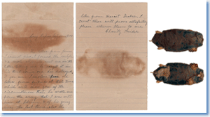 Letter from Charity Snider, with accompanying mole skin, from her Civil War Widow's Pension Application File. The paper bears the discoloration from the unusual enclosure. (WC843258, Record Group 15). Image courtesy of the National Archives (NARA).